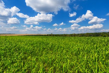 yeşil yaz kırsal alan manzara