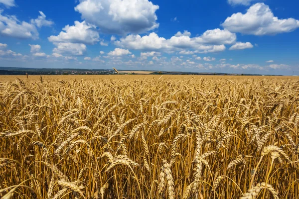 Primer plano campo de trigo por un día caluroso — Foto de Stock