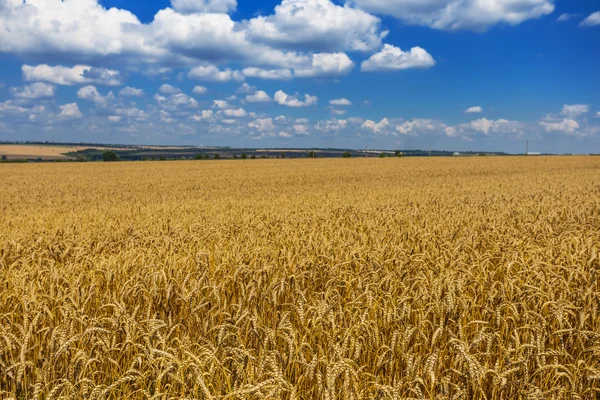 güzel buğday alan manzara