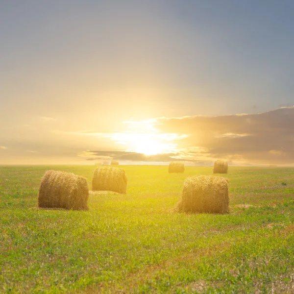 Harvested field at the sunset — Stock Photo, Image