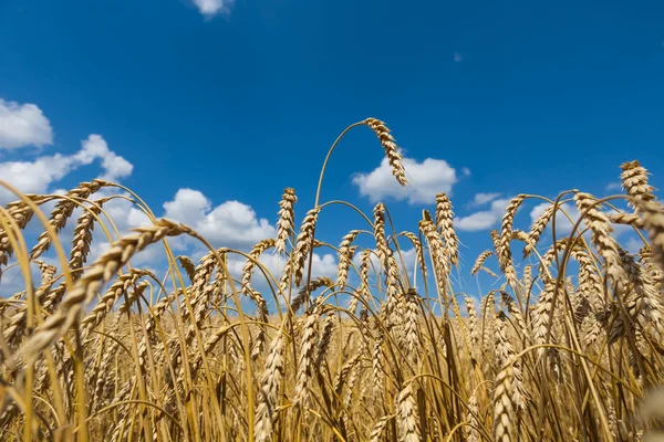 Closeup wheat ears on a blue sky background — Stock Photo, Image