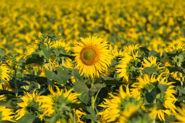 Beautiful summer sunflower field — Stock Photo, Image