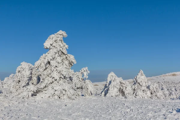 Fryst vinter pinjeskog i en snö — Stockfoto