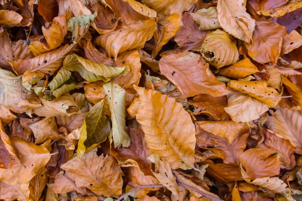 Närbild höstlöv rewd bakgrund — Stockfoto