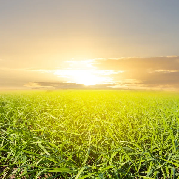 Grüne ländliche Felder bei Sonnenuntergang — Stockfoto