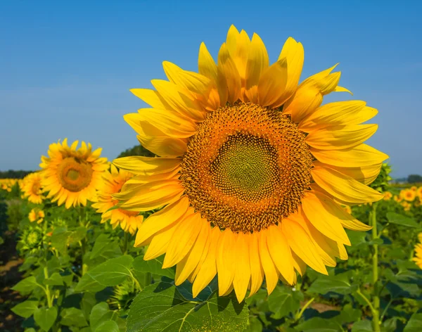 Krásná detailní slunečnice na pozadí modré oblohy — Stock fotografie