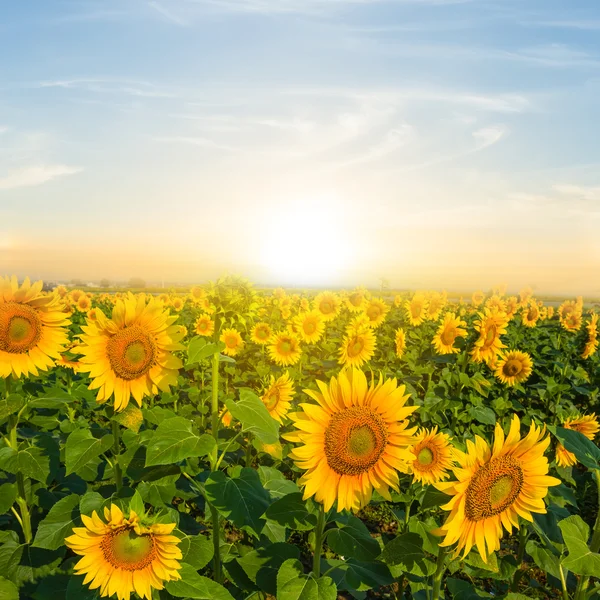 Golden sunflower field at the sunset — Stock Photo, Image