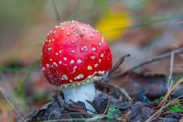 Closeup cogumelo flyagaric vermelho — Fotografia de Stock