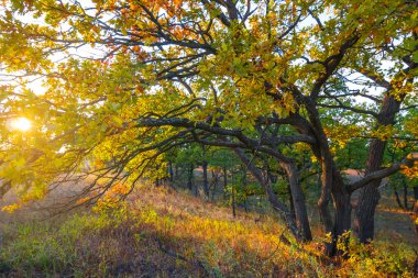 akşam kırmızı sonbahar meşe ormanı