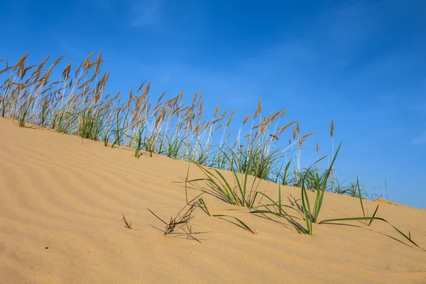 Zand woestijn Duin close-up scène — Stockfoto