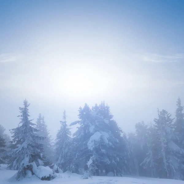 Kiefernwald im blauen Nebel — Stockfoto