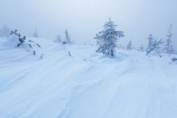 霧冬積雪の森 — ストック写真