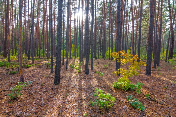 Autumn forest in a rays of sun — Stock Photo, Image