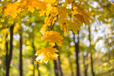 sarı akçaağaç şube, sonbahar arka plan