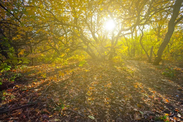 Herfst rood fotrest in een stralen van de zon van de fonkeling — Stockfoto