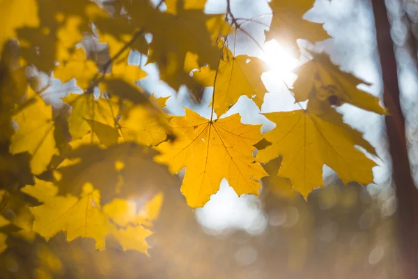 Närbild gul lönn gren — Stockfoto