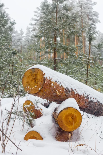 Cumulo di tronchi di pino in una foresta invernale — Foto Stock