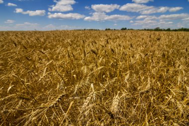 Yaz buğday alan manzara
