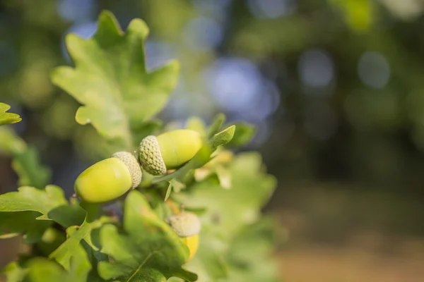 Ветвь зеленого дуба — стоковое фото