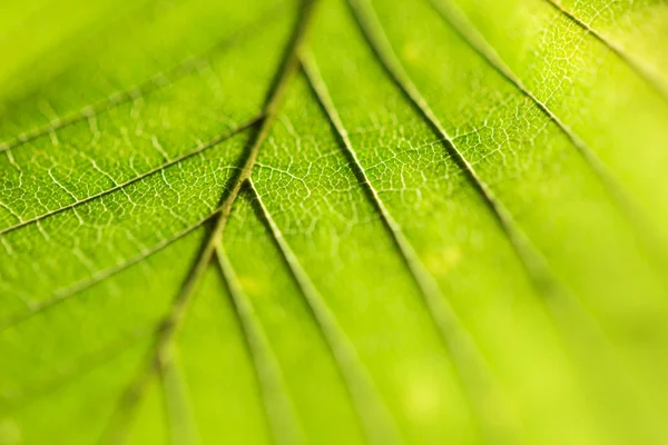 Closeup zelená listová pozadí — Stock fotografie