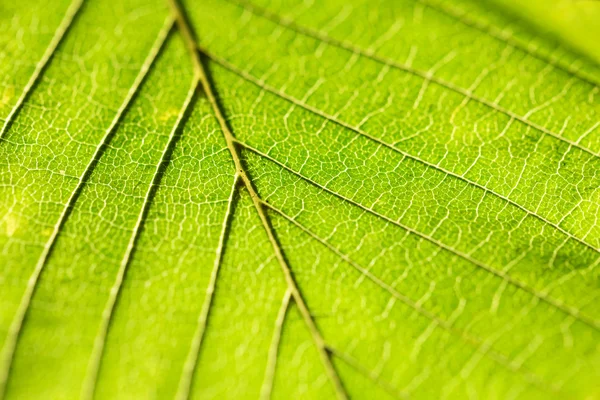 Close up fundo folha verde — Fotografia de Stock