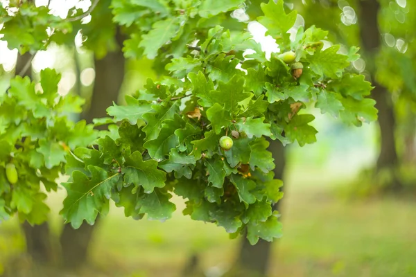 Primo piano ramo di quercia verde — Foto Stock