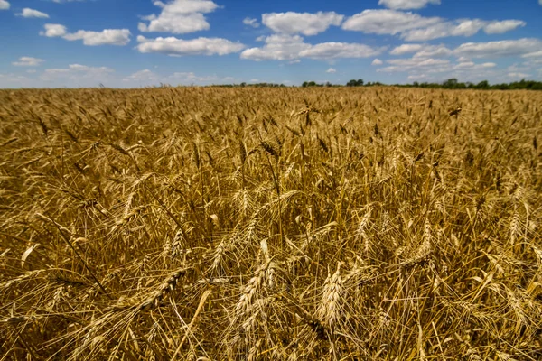 Verano trigo campo paisaje — Foto de Stock