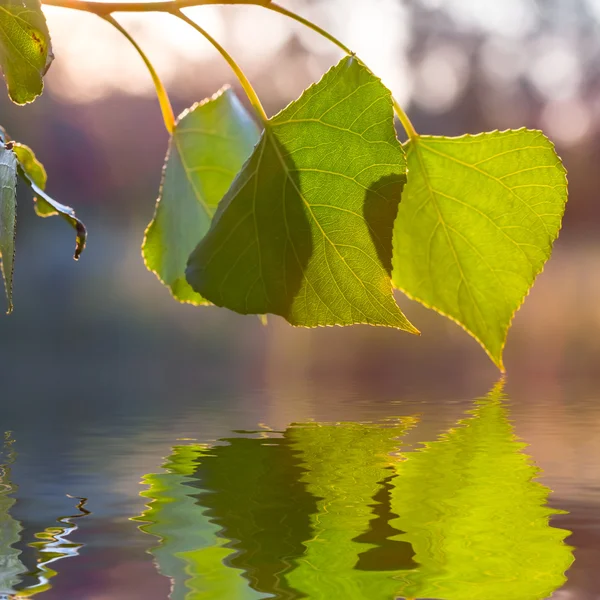 Närbild grön lämnar avspeglas i ett vatten — Stockfoto