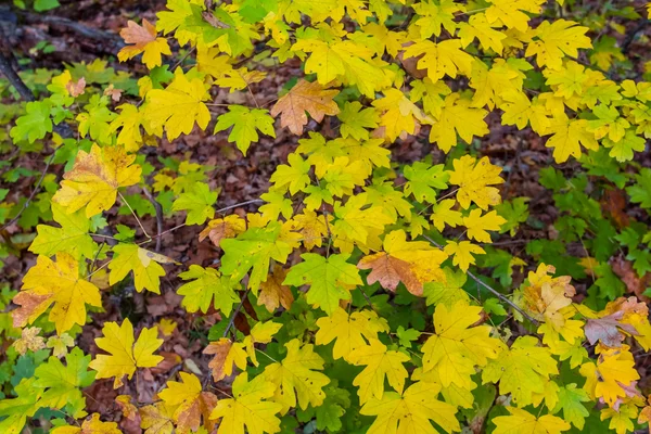 Nahaufnahme trockener Herbst Blätter Hintergrund — Stockfoto