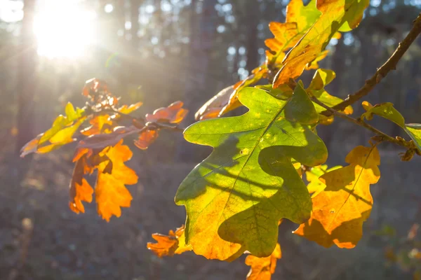 Closeup red autumn tree branch in a rays of sun — Stock Photo, Image