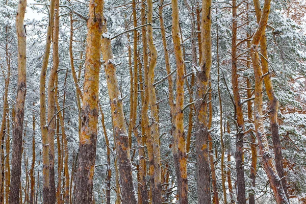 Vinterlandskap insnöade pine tree forest — Stockfoto