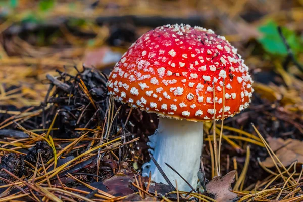 Petit gros plan beau champignon flyagarique — Photo