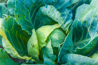 Closeup yeşil lahana 