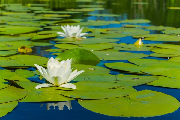 Primer plano lirio de agua blanca en un lago —  Fotos de Stock