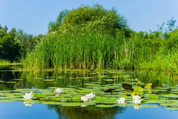 Scena del fiume estivo con gigli — Foto Stock