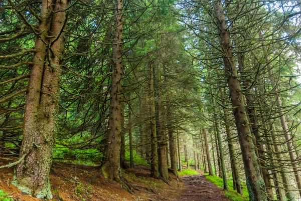Letní zelené borovice lesní krajina — Stock fotografie