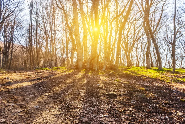 Güneş ışınlarının sonbahar ormanda — Stok fotoğraf