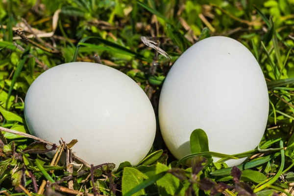 Nahaufnahme Vogelnest mit Eiern — Stockfoto
