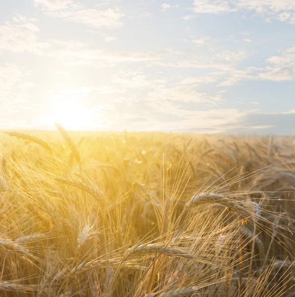 Красивое пшеничное поле в лучах солнца — стоковое фото