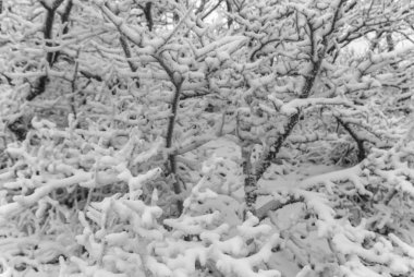 closeup kış ağaç bir karda