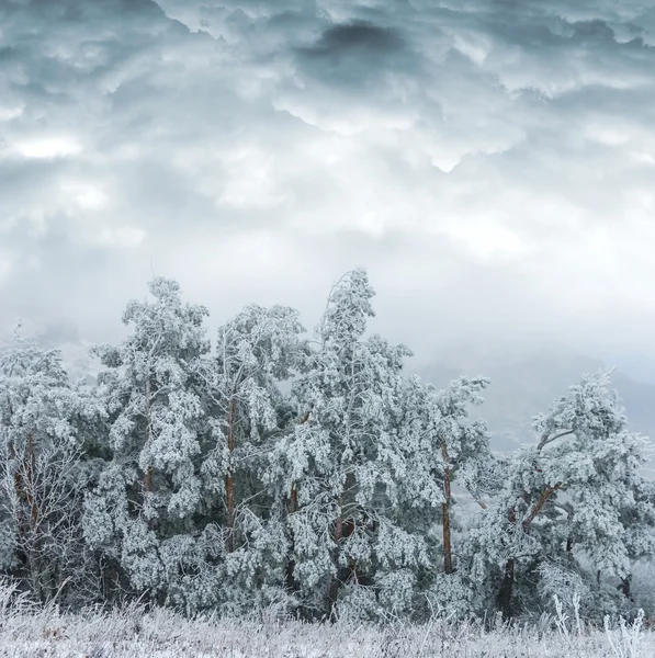 Zimní les borovice ve sněhu — Stock fotografie