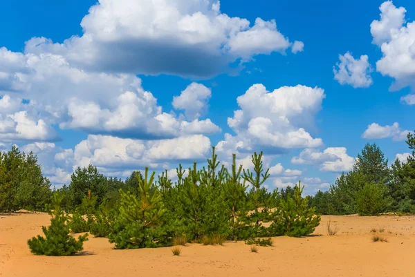 Zandwoestijn en rand van het groene woud — Stockfoto