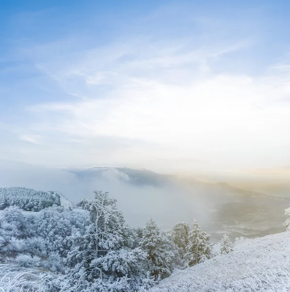 Pine tree mountain forest in a snow — Stock Photo, Image