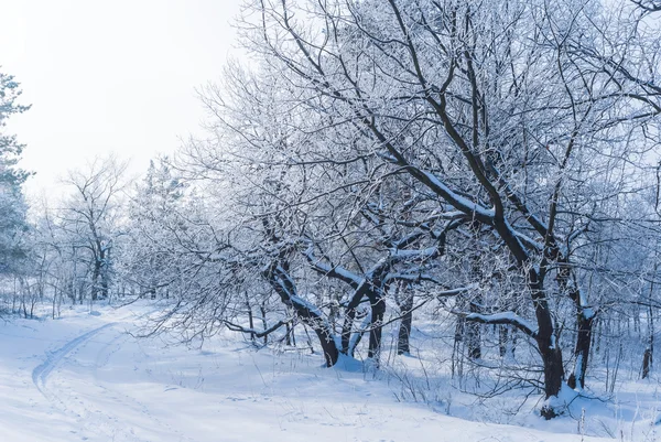 Blå vinter ljus skog — Stockfoto