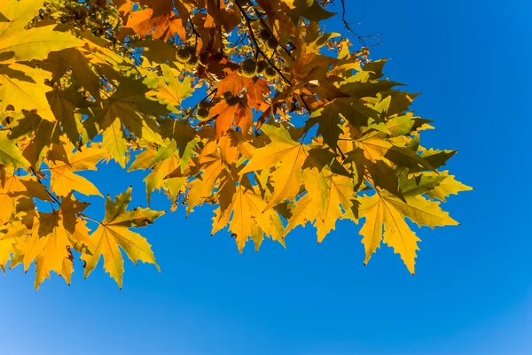 Primer plano rama de árbol de otoño rojo sobre un fondo de cielo azul — Foto de Stock