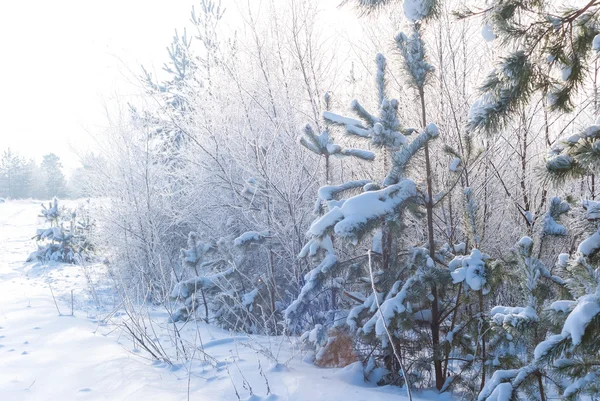 Floresta nevada inverno brilhante — Fotografia de Stock