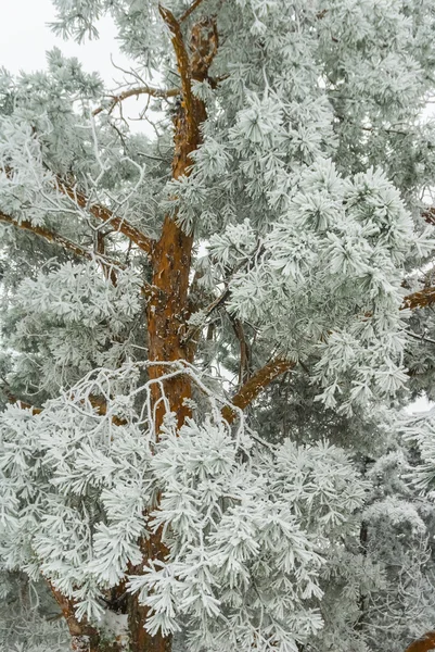 Nahaufnahme schneegebundene Kiefer — Stockfoto