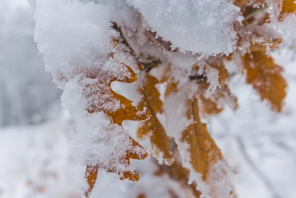 Quercia in una neve — Foto Stock