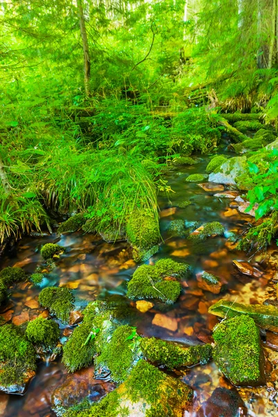 Malý potok v lese — Stock fotografie
