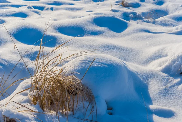 Primer plano hierba seca debajo de una alfombra de nieve —  Fotos de Stock